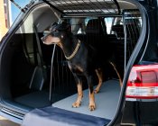 Dog cage Toyota Land Cruiser from 2009-2023