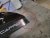 Bonnet guard BASIC for Fiat Ducato/Peugeot Boxer 2014- | Second hand