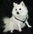 Dog harness MIM Allsafe - Crash tested dog harness