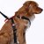 Artfex Dog Harness - Dog harness adapted for ISOFIX