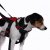 Artfex Dog Harness - Dog harness adapted for ISOFIX