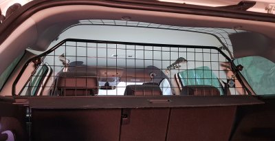 Dog guard Skoda Kodiaq from 2017-