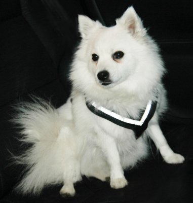 Dog harness MIM Allsafe - Crash tested dog harness