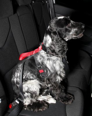 Artfex Dog Harness